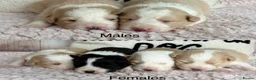 Border Collie dogs for sale: Outstanding KC Show Border Collie Puppies - Advert 1
