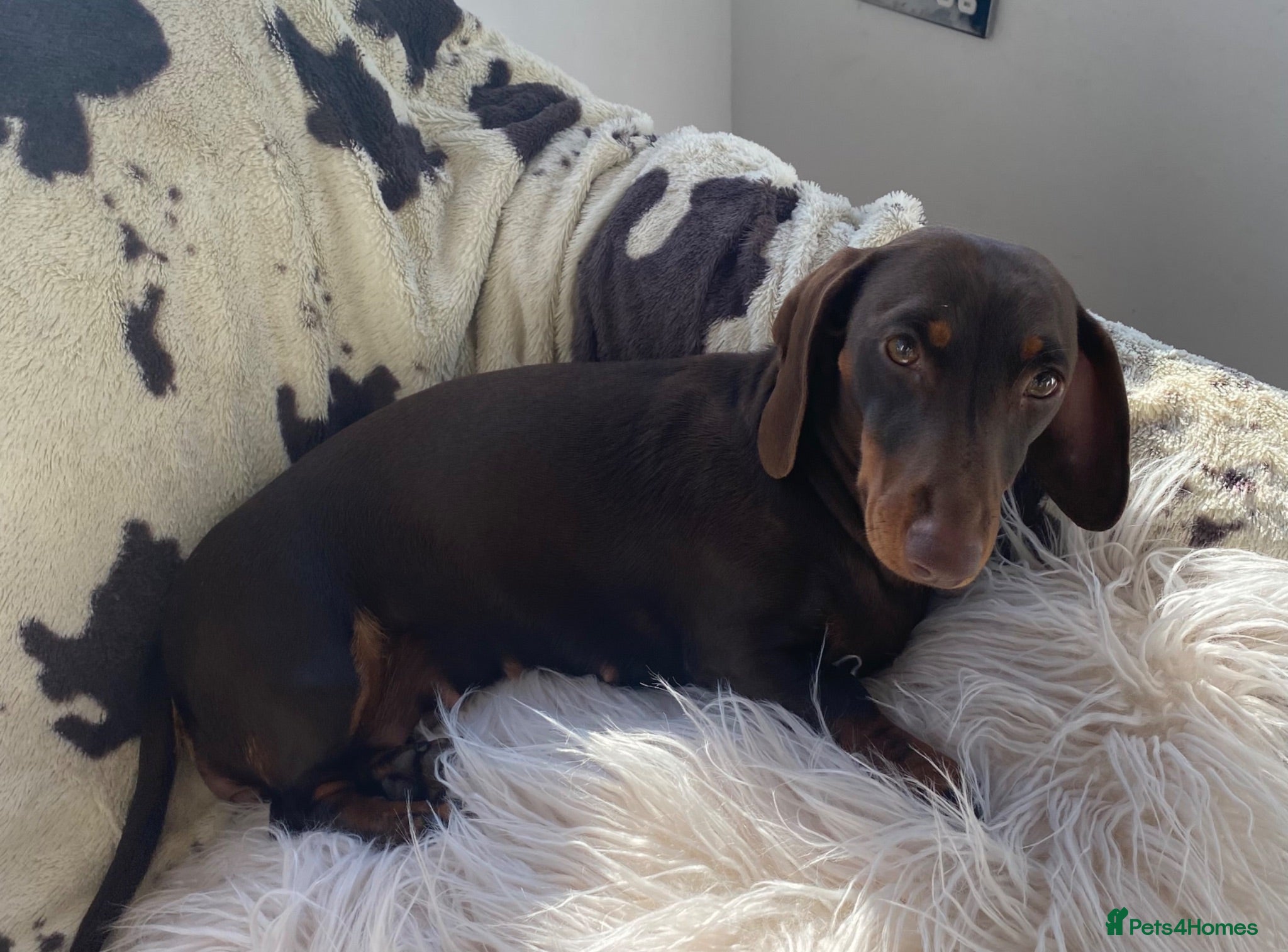 Miniature Dachshund dogs Chocolate and tan smooth  haired - Advert 1