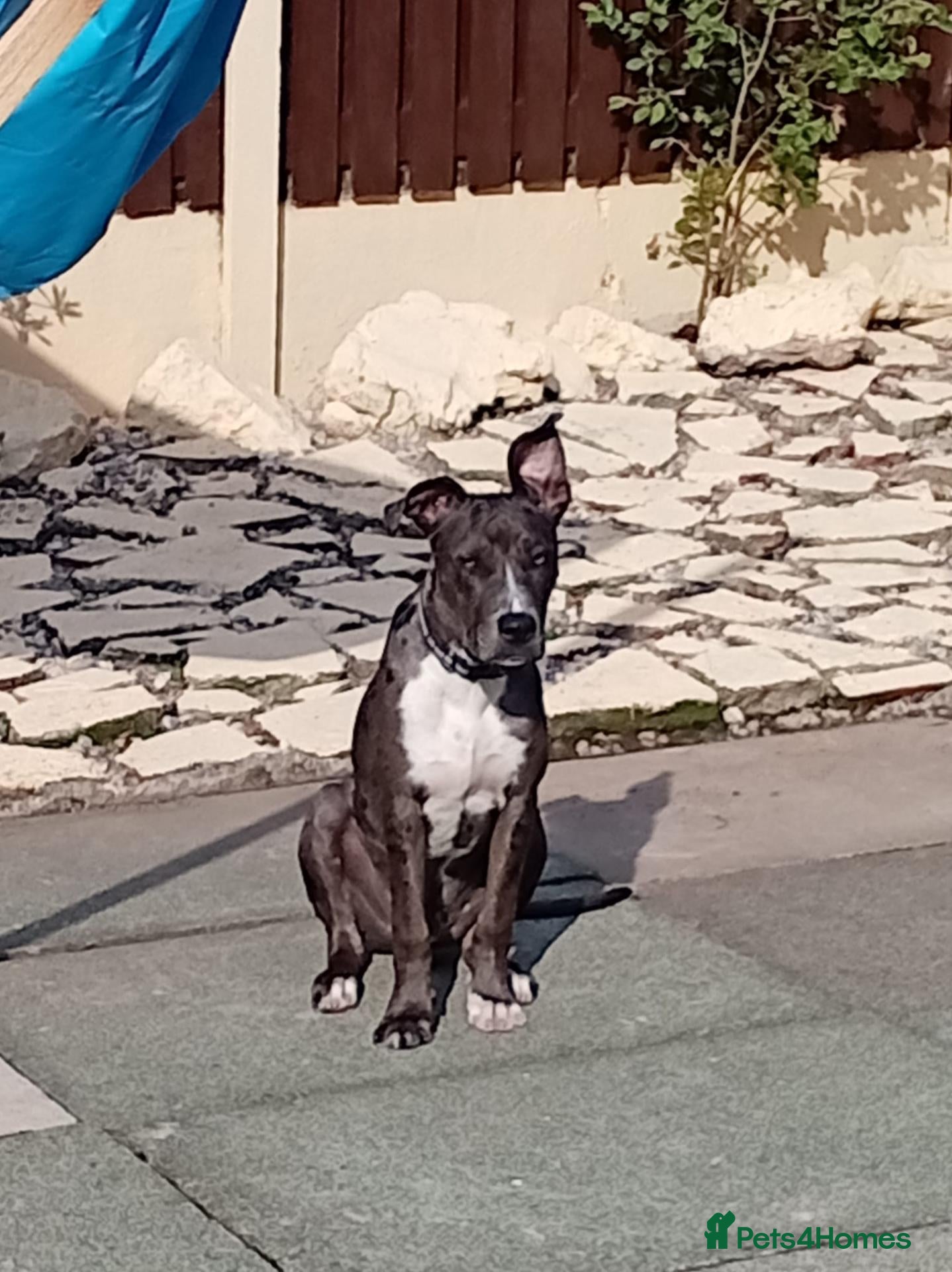 Mixed Breed dogs Urgently needs new home - Advert 4
