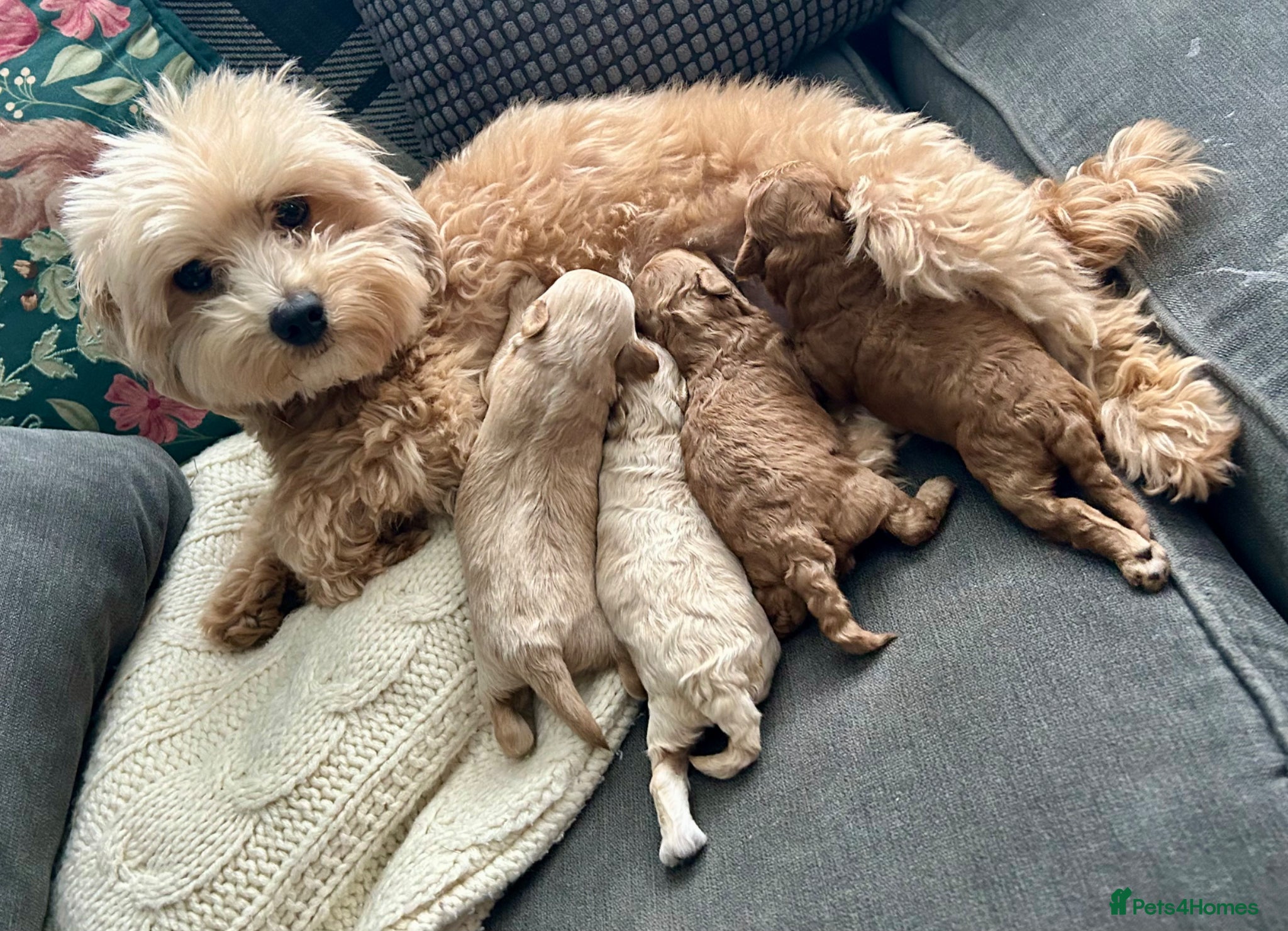 Maltipoo dogs ✨ Tiny Asian F1B Maltipoo Puppies ✨ - Advert 12