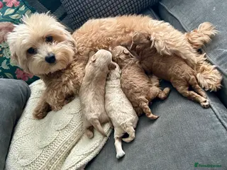 Maltipoo dogs ✨ Tiny Asian F1B Maltipoo Puppies ✨ - Advert 17