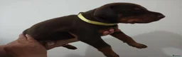 Dobermann dogs for sale: Dobermann puppies - Advert 31
