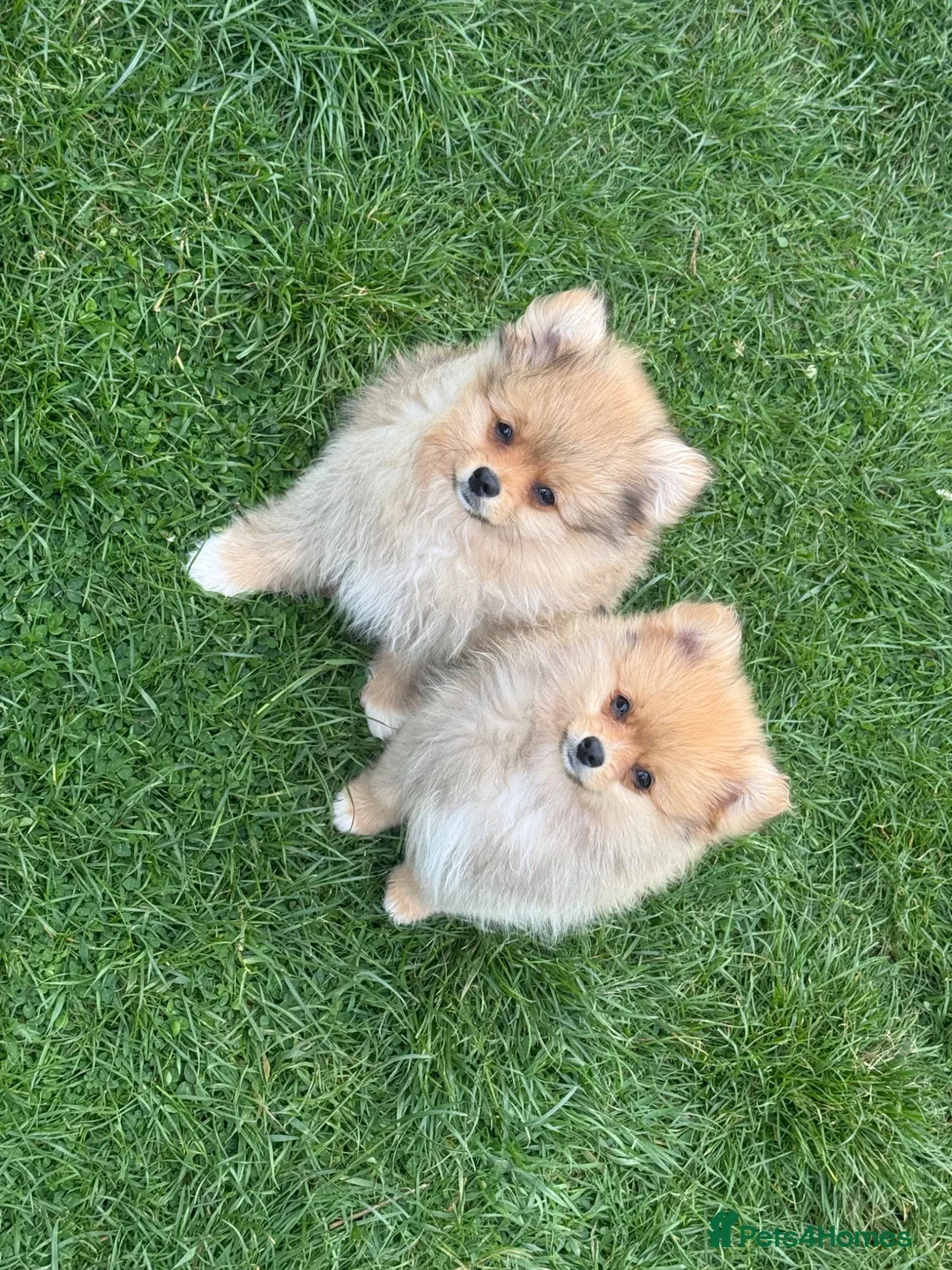 Pomeranian dogs for sale: Beautiful friendly and playful puppys pomeranians - Advert 1