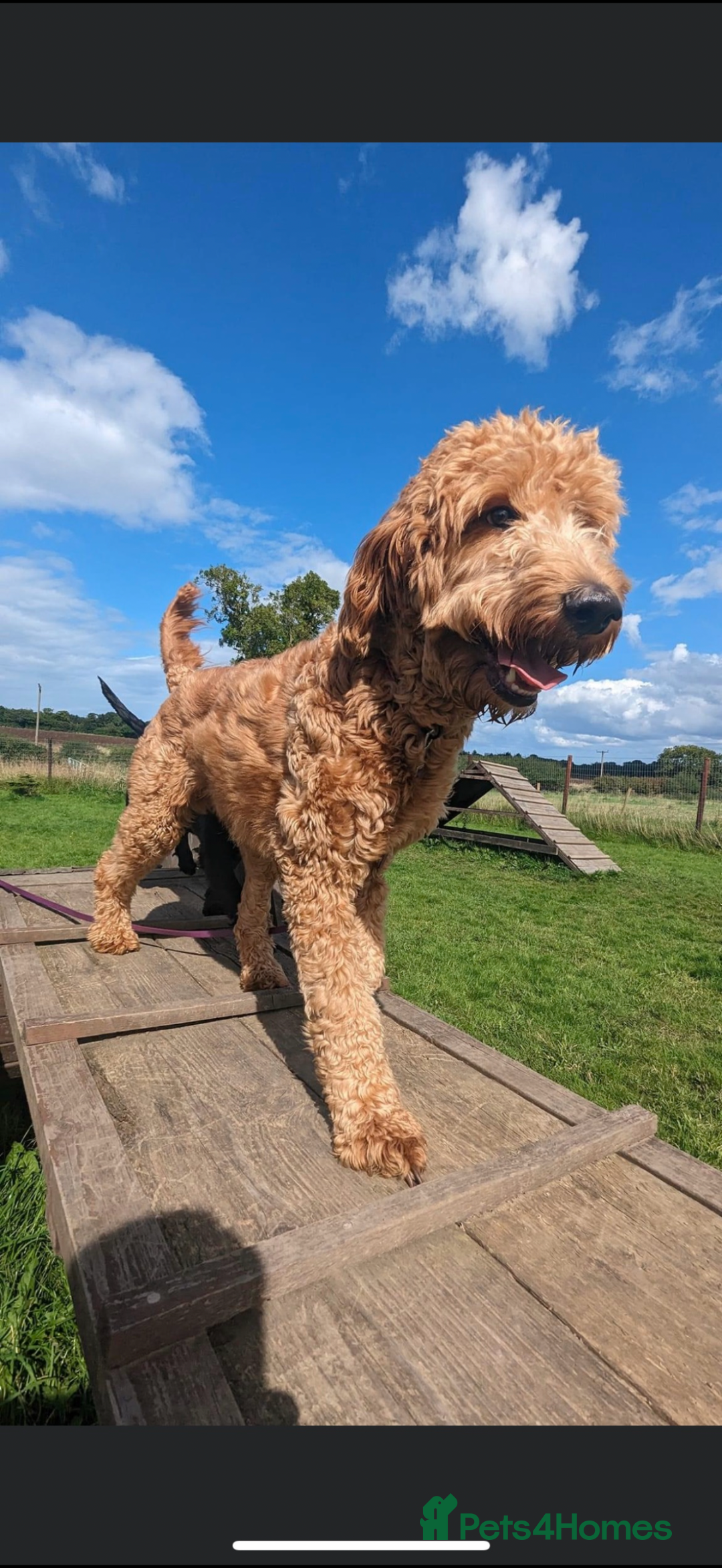 Goldendoodle dogs for stud: Goldendoodle for stud  - Image 3