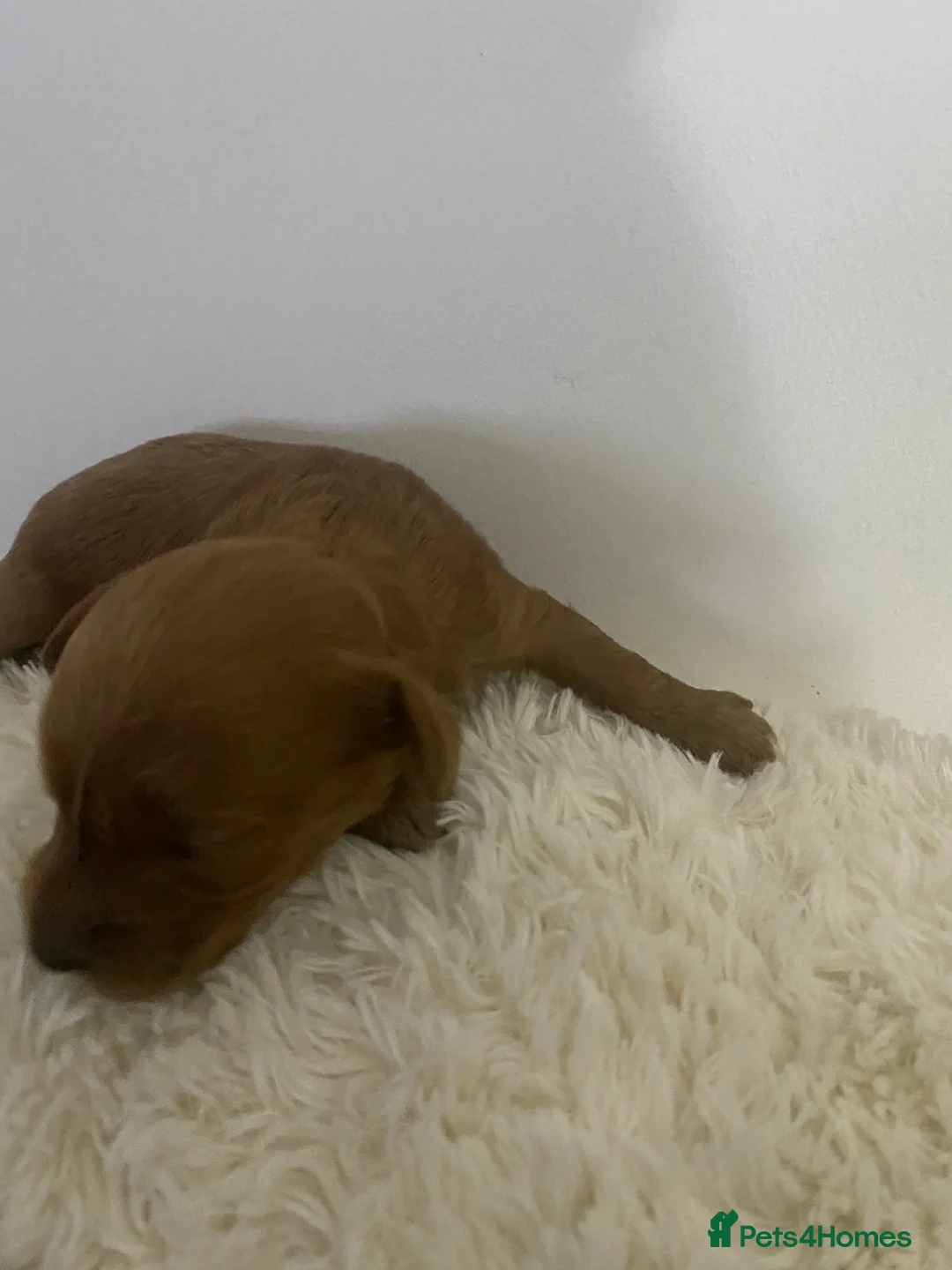 Cockapoo dogs for sale: Toy Poodle Cross Puppies, Mum & Dad Seen, London - Advert 13