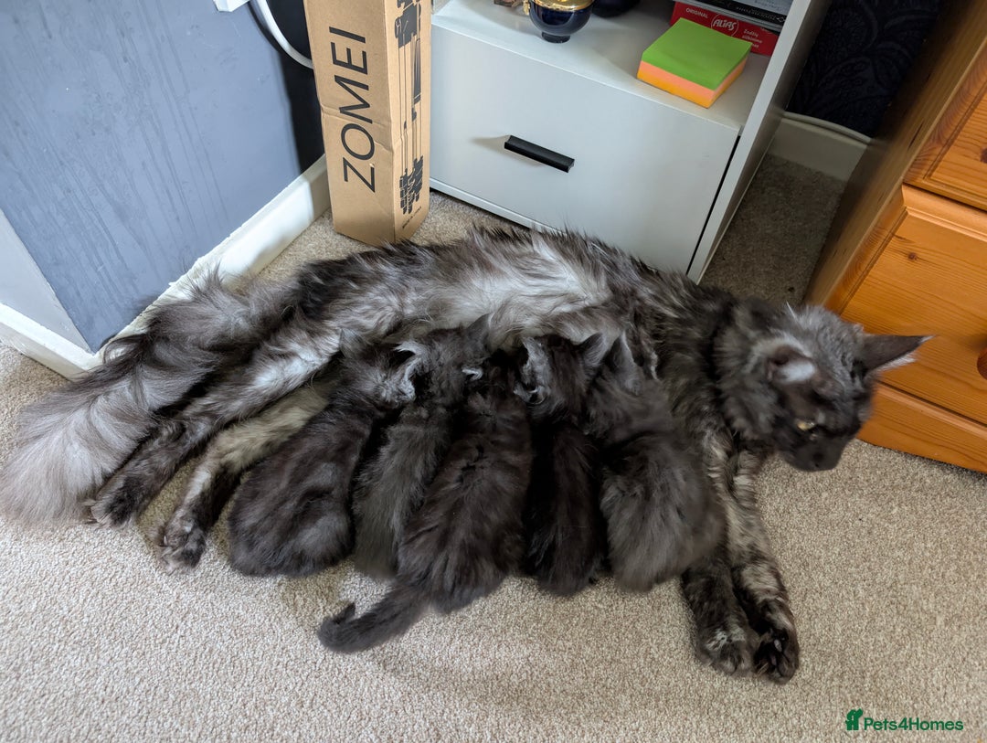 Maine Coon cats for sale: GCCF registered 5 Maine Coon kittens s 😻 - Image 10