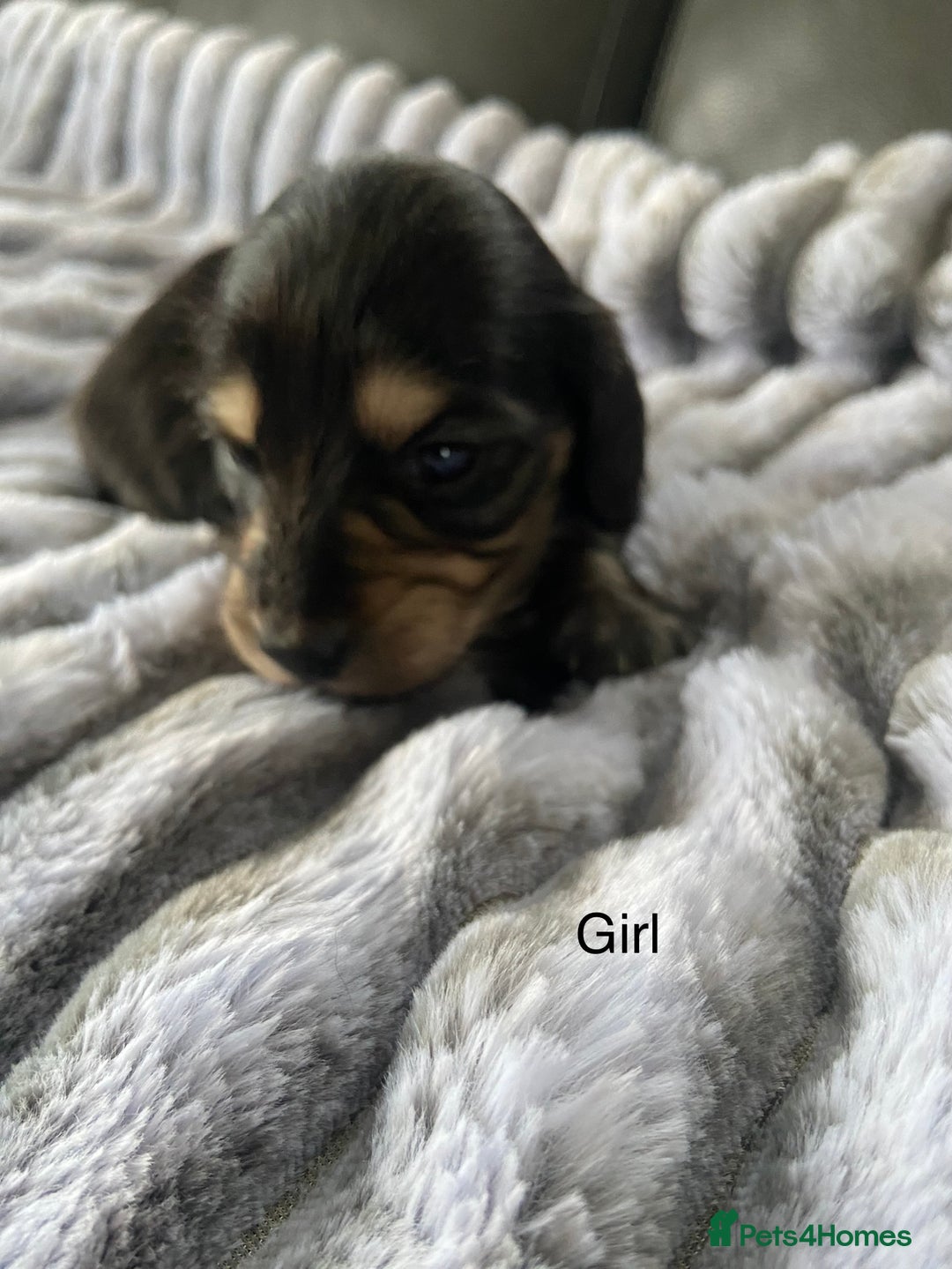 Dachshund dogs for sale: kC Longhair dachshunds  - Advert 5