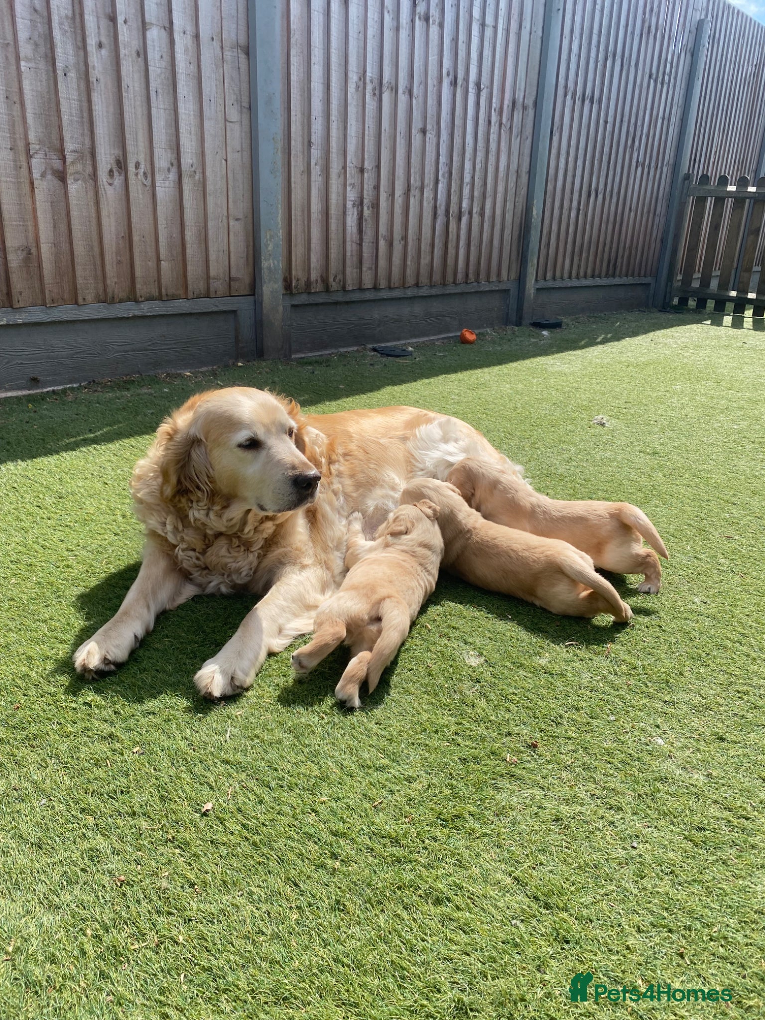Golden Retriever dogs 2 Beautiful Golden Retriever Girls Left 😍🩷🩷 - Advert 2