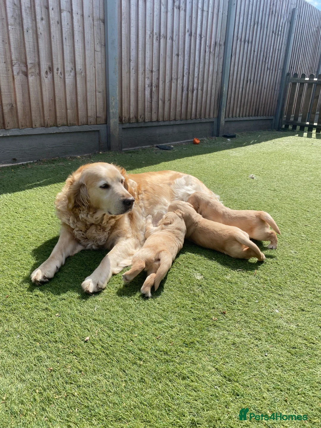 Golden Retriever dogs for sale: 5 Star ⭐️ Golden Retrievers 💙🩷🩷 - Advert 1