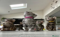 Bengal cats for sale: 12 Bengal Cubs Ready for Their Forever Home - Image 24