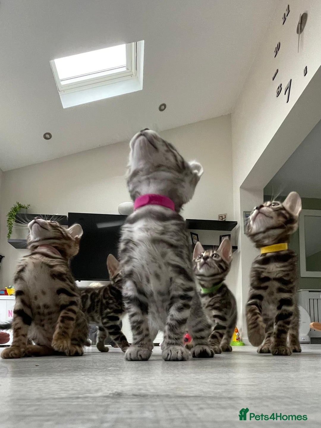 Bengal cats for sale: 12 Bengal Cubs Ready for Their Forever Home - Image 24
