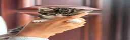 Mixed Breed cats for sale: Adorable Tabby & White Kitten – Ready to Leave Now - Advert 3