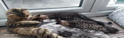 Maine Coon cats for sale: Maine coon x bengal x russian blue mixed litter - Advert 7