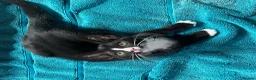 Mixed Breed cats for sale: Sweet kittens for sale - Advert 3