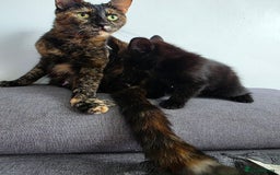 Mixed Breed cats for sale: Lovely little kitten girl - Image 8