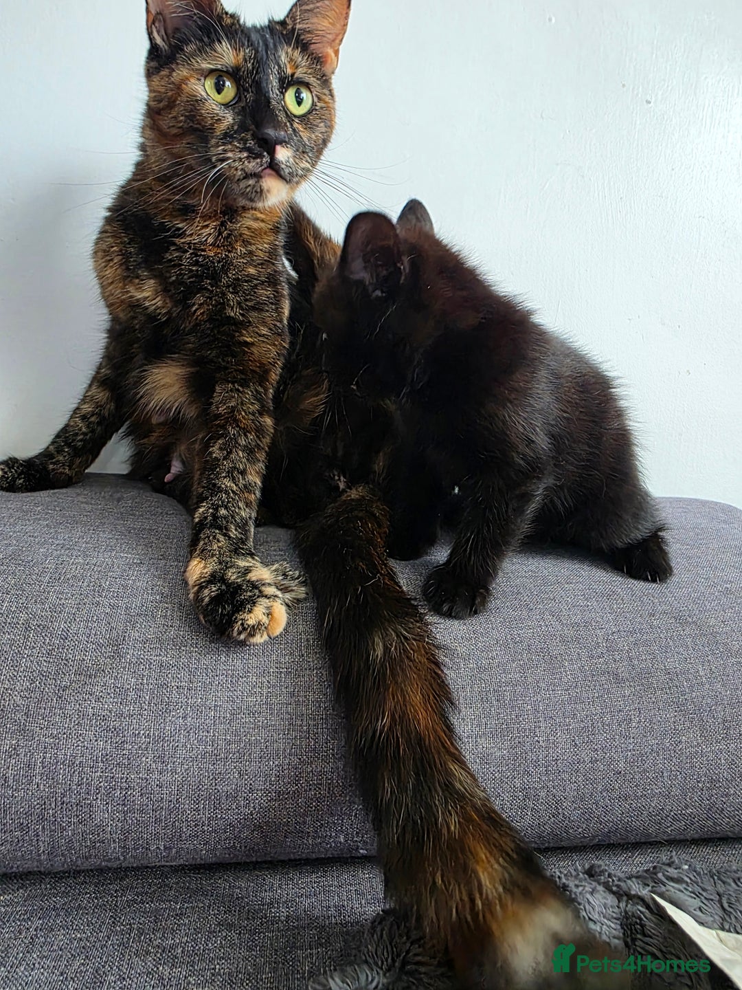 Mixed Breed cats for sale: Lovely little kitten girl - Image 8