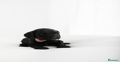 Cockapoo dogs - Advert 3