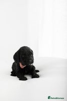 Cockapoo dogs - Advert 13