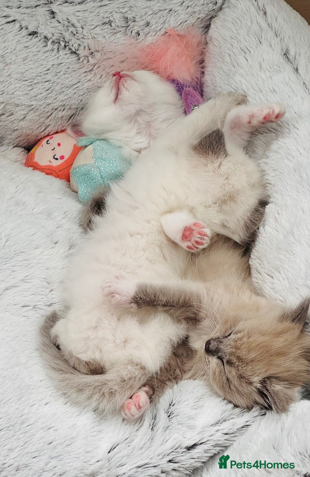 Ragdoll cats 😻100% Purebred Mink/Blue Point Ragdoll Kittens😻 - Advert 2
