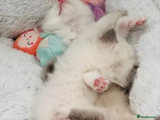 Ragdoll cats 😻100% Purebred Mink/Blue Point Ragdoll Kittens😻 - Advert 2
