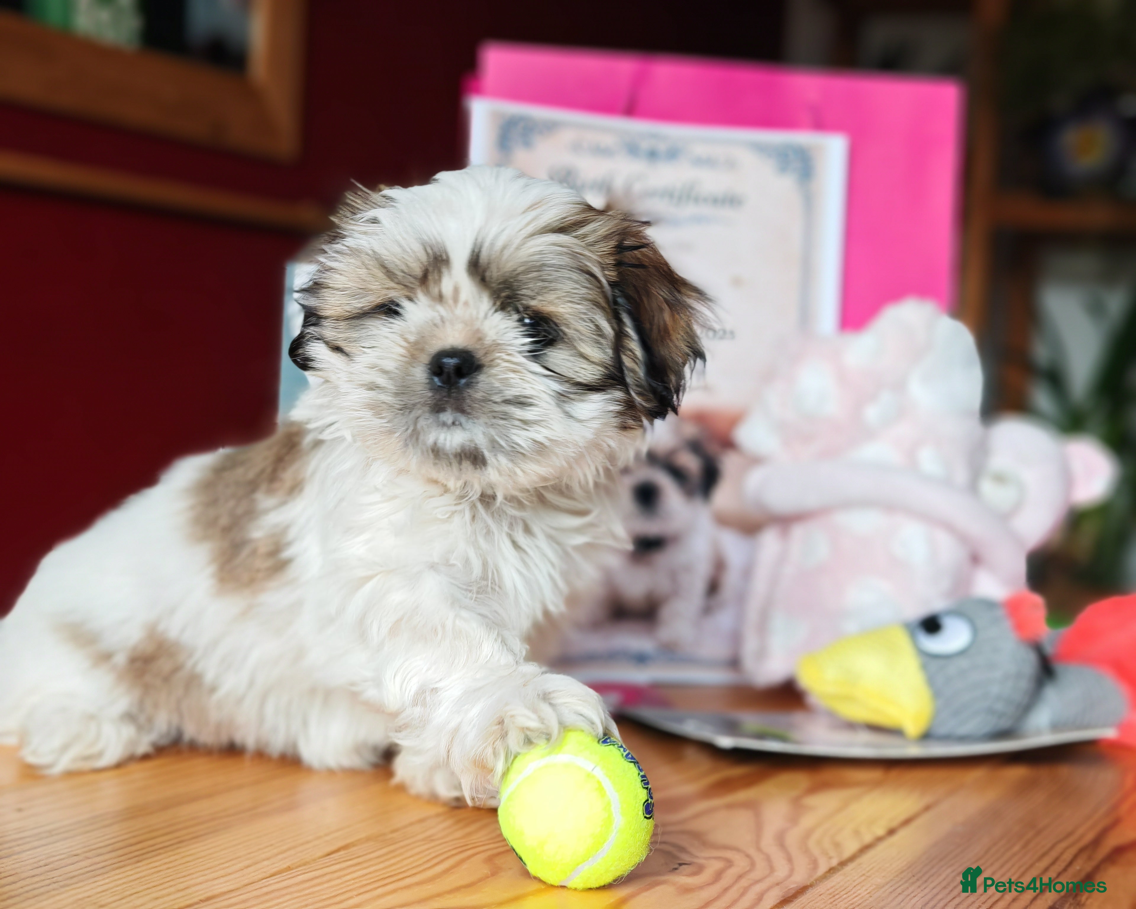 Shih Tzu dogs ♥️ Beautiful girl pure bred shih tzu.😍😘 - Advert 3