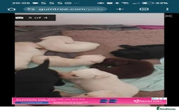 Labrador Retriever dogs for sale: 2 X chocolate Labrador boys - Advert 4