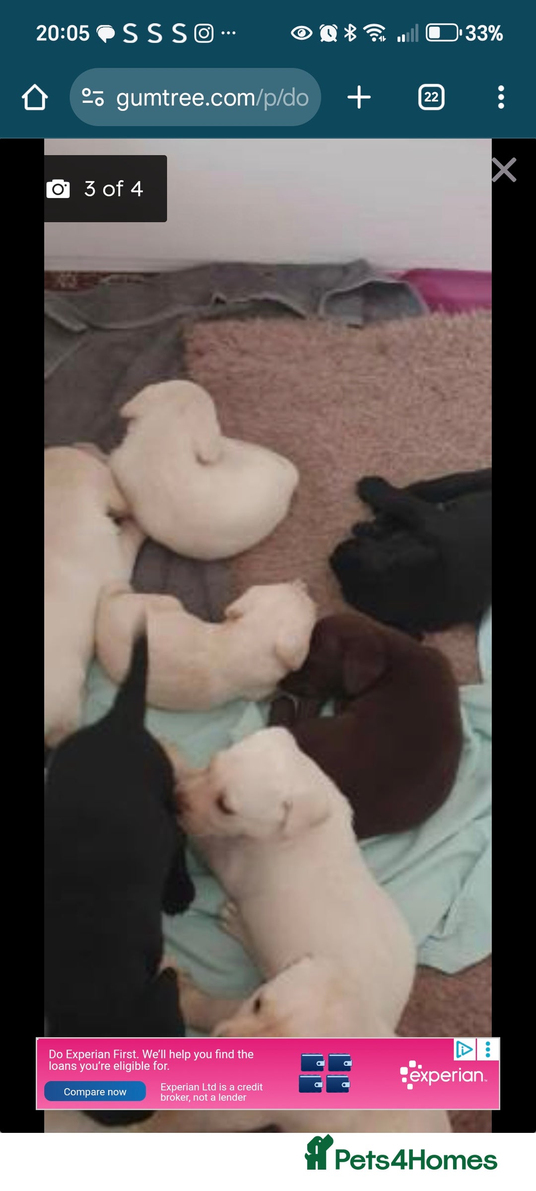 Labrador Retriever dogs for sale: 2 X chocolate Labrador boys - Advert 4