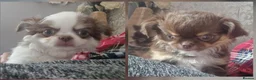Chihuahua dogs for sale: 💪❤️VET CHECKED❤️💪READY 16th Sep💪❤️ KC CHI pups  - Advert 5