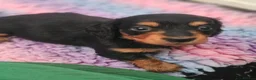 Miniature Dachshund dogs for sale: Last beautiful long haired fur baby - Advert 7