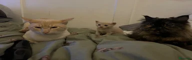 Persian x Siamese Kitten 1 ready now