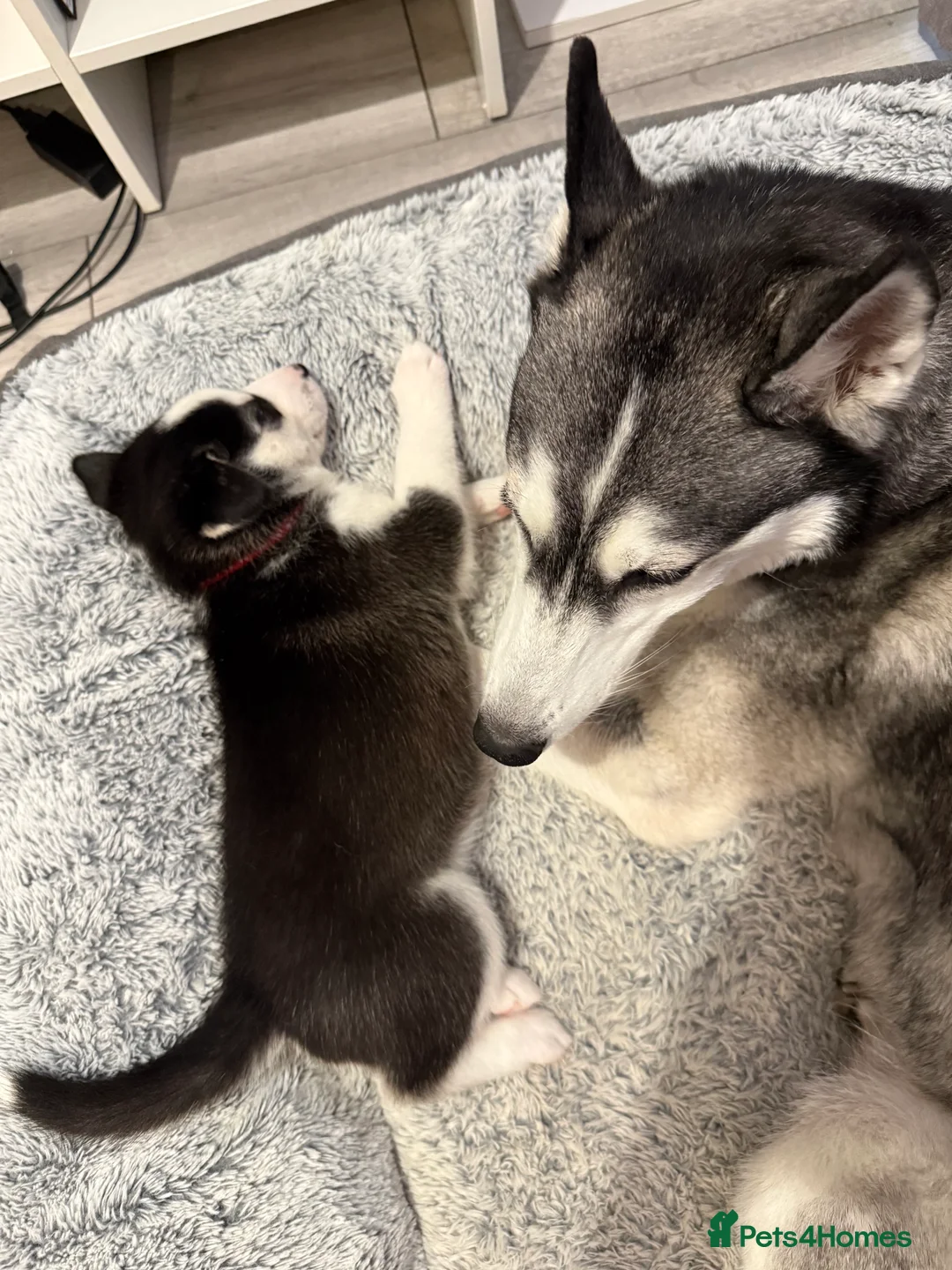 Siberian Husky dogs for sale: Gorgeous, Healthy & Fully Insured Siberian puppies in Stanmore - Advert 15