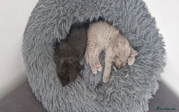 British Shorthair cats for sale: 4 British Shorthair  - Image 24