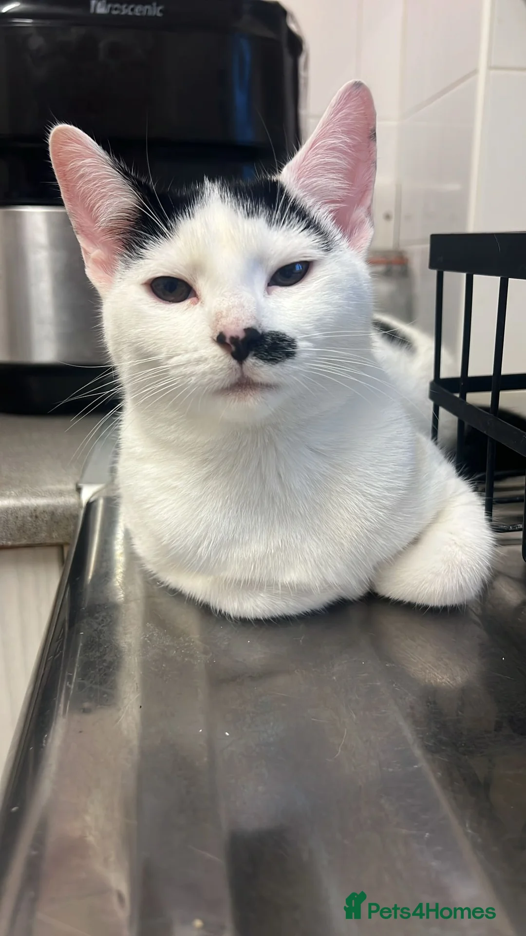 British Shorthair cats for sale: Sweet kitten urgently looking for home - Advert 1