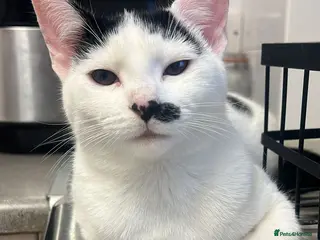 British Shorthair cats Sweet kitten urgently looking for home - Advert 17