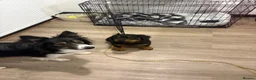 Rottweiler dogs for sale: Fluffy Rottweiler  - Advert 18