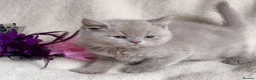 British Shorthair cats for sale: Gorgeous British Shorthairs Available TICA Reg - Advert 2