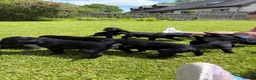 Labrador Retriever dogs for sale: 9 Pedigree Black Labrador Retrievers   in Llangadog - Advert 7