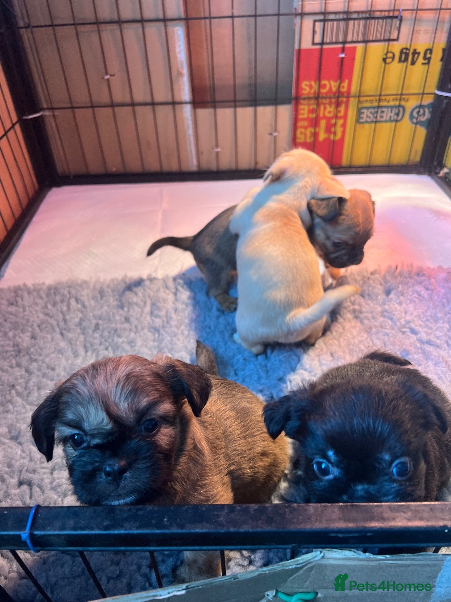 Mixed Breed dogs Shih Tzu cross frenchie puppies  - Advert 7