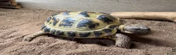 Tortoise reptiles for sale: Female horsefield tortoise in Sherborne - Advert 1