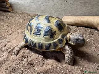 Tortoise reptiles Female horsefield tortoise - Advert 1