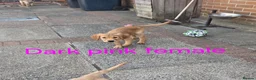 Golden Retriever dogs for sale: Beautiful golden retrivers - Advert 19
