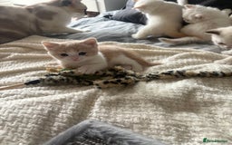 Mixed Breed cats for sale: Gorgeous cream point girl  - Image 1