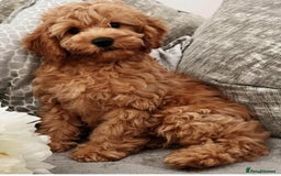 Cavapoo dogs for sale: 🐾 Beautiful F1B Cavapoo Puppies — Ready Now 🐾 - Image 14
