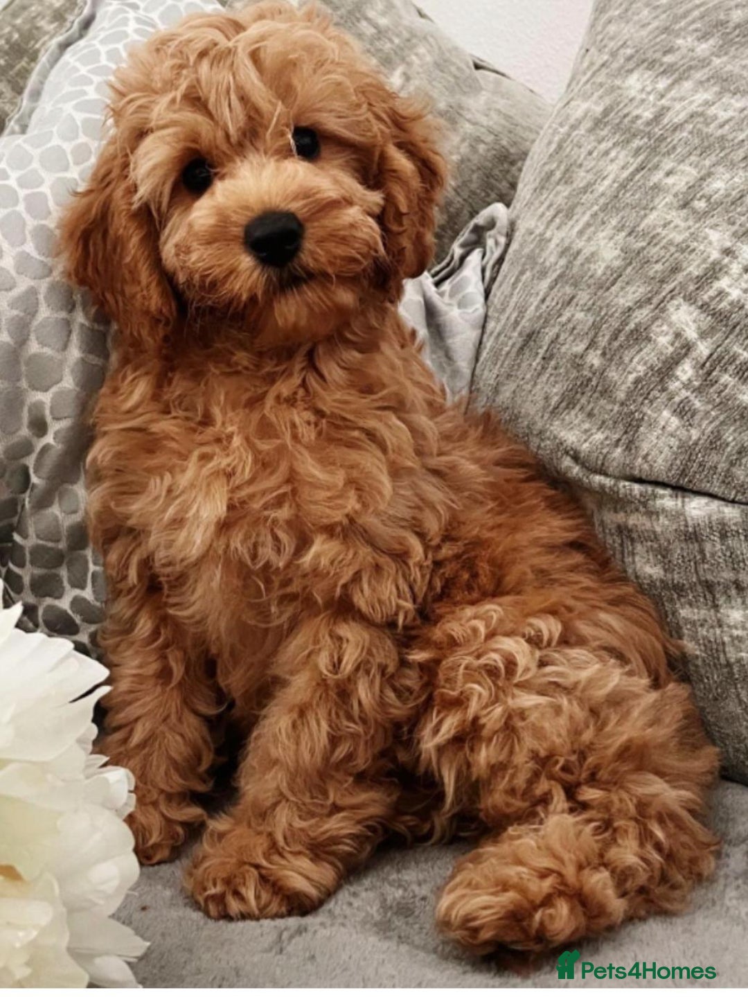 Cavapoo dogs for sale: 🐾 Beautiful F1B Cavapoo Puppies — Ready Now 🐾 - Image 14
