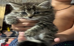 Mixed Breed cats for sale: 1ginger boy beautiful kitten left£150 uno  in London - Image 15