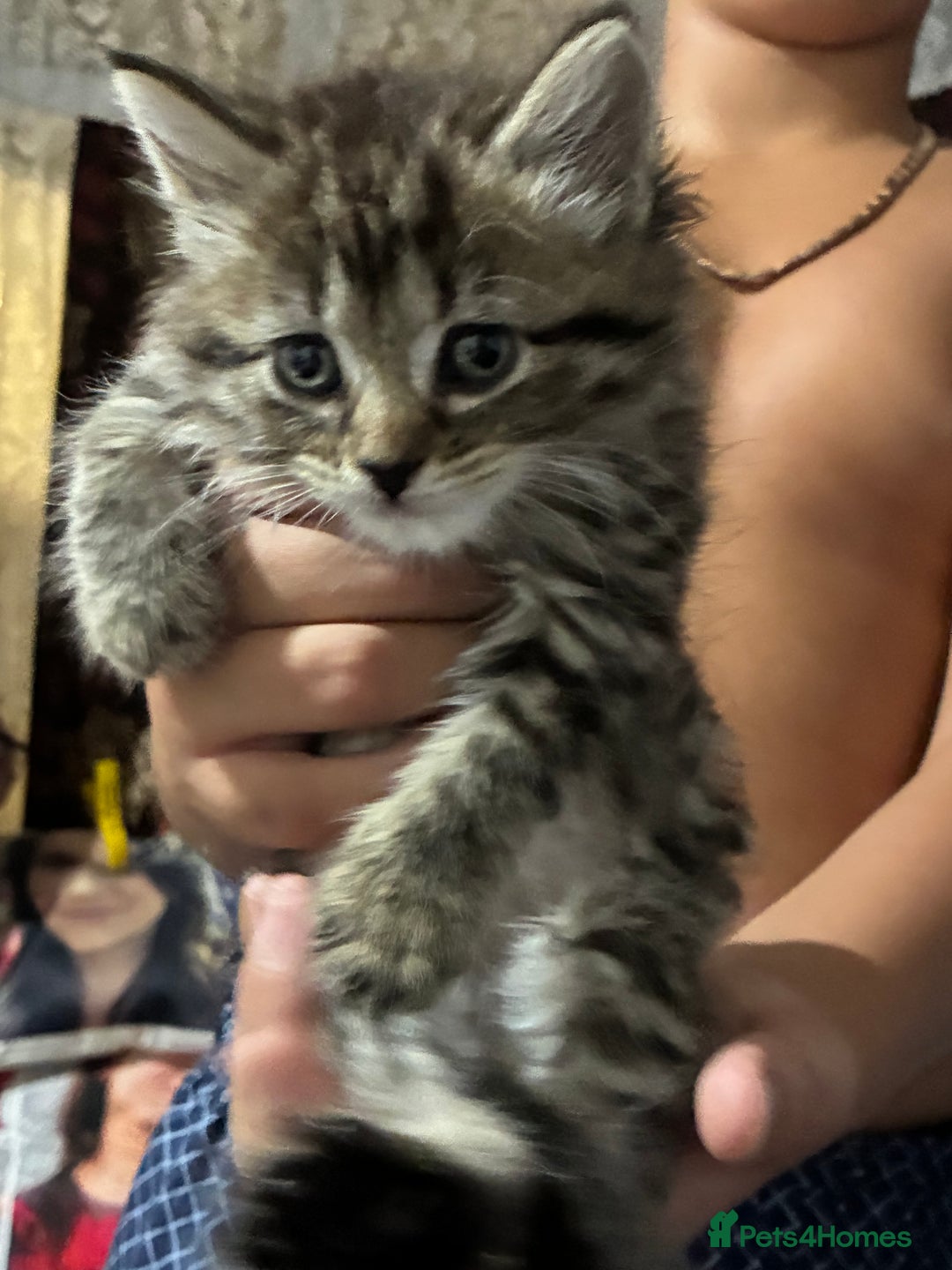 Mixed Breed cats for sale: 1ginger boy beautiful kitten left£150 uno  in London - Image 15