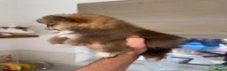 Pomeranian dogs for sale: Tiny Russian Teddy Pomeranians  - Advert 15