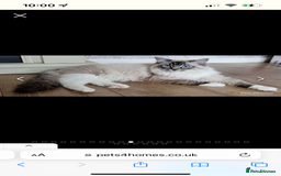 Ragdoll cats for sale: Beautiful rare blue and chocolate lynx Ragdolls  - Image 8