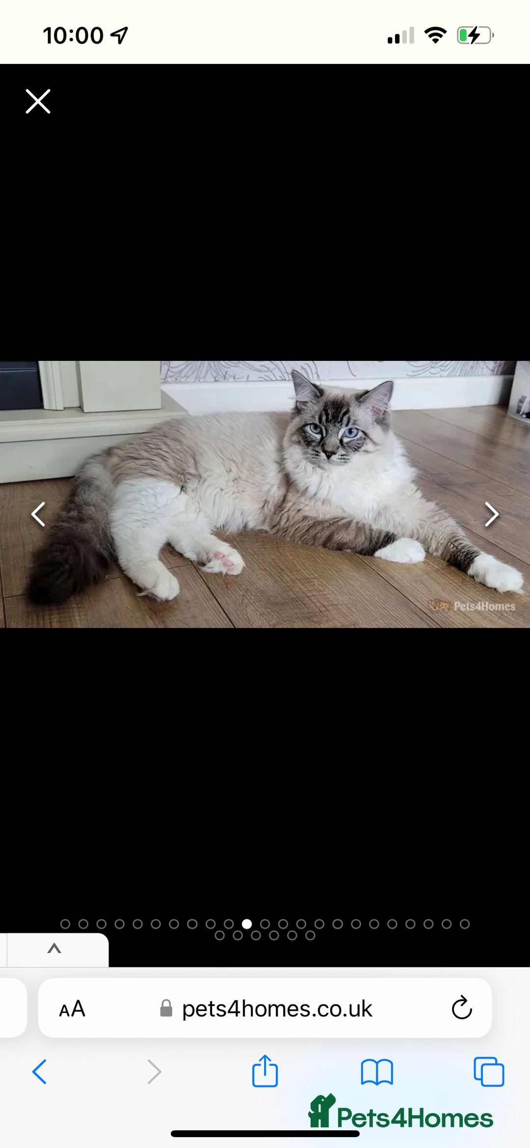 Ragdoll cats for sale: Beautiful rare blue and chocolate lynx Ragdolls  - Image 8