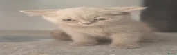 British Shorthair cats for sale: 🐾TICA REG BEAUTIFUL BSH 🐾   - Advert 7